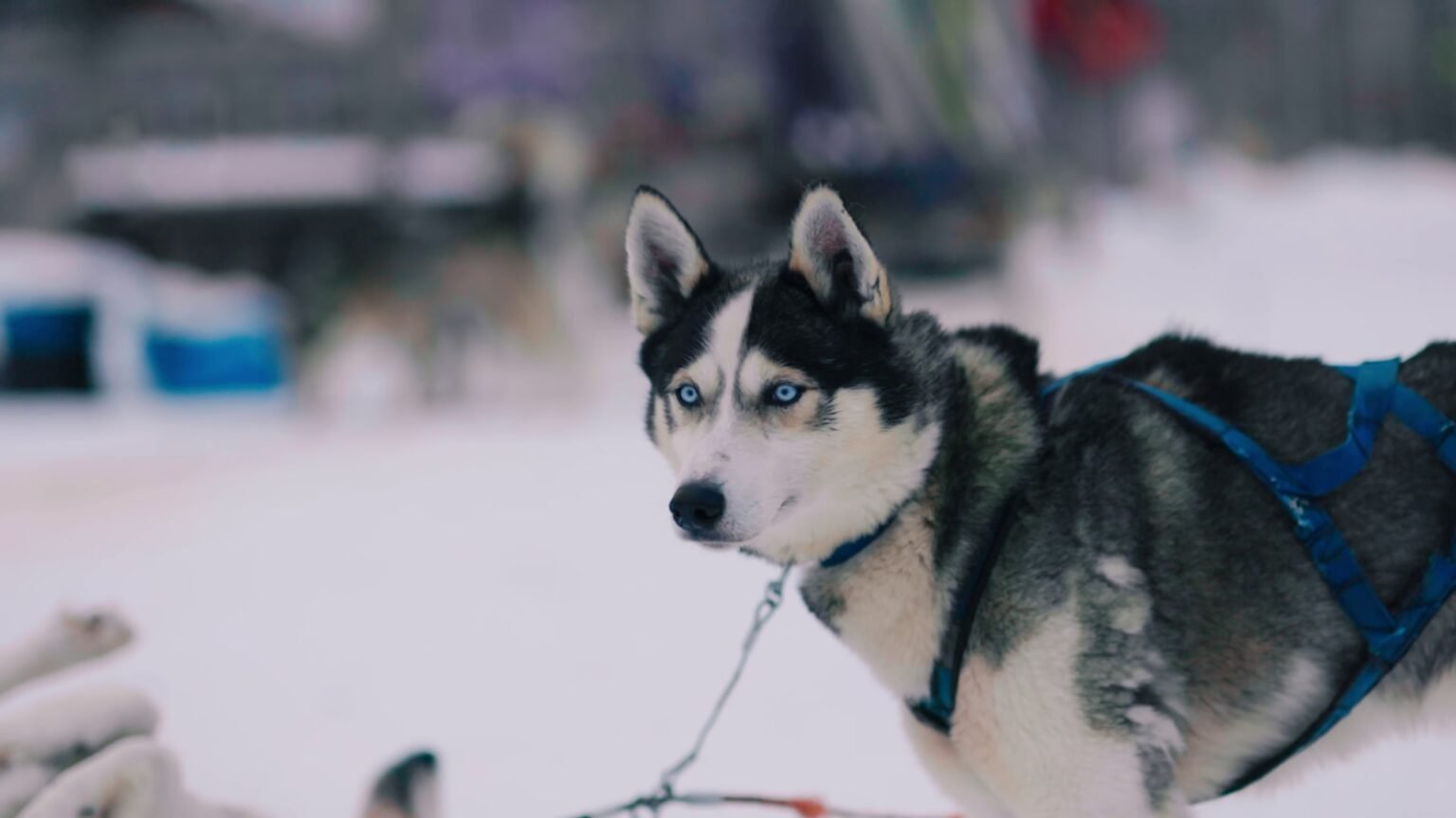 Compreendendo o envelhecimento canino: desvendando os mistérios dos anos caninos