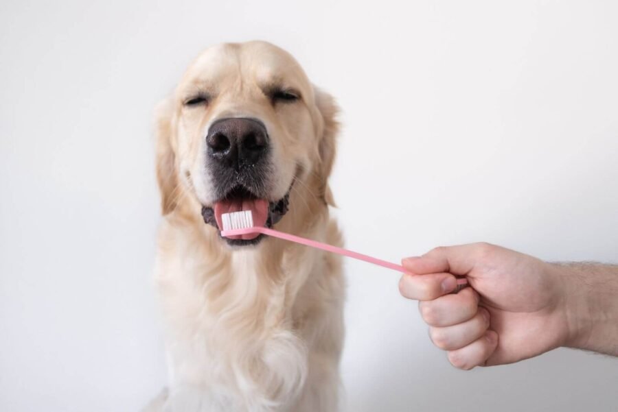 É necessário limpar os dentes do seu cão?