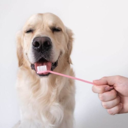 É necessário limpar os dentes do seu cão?