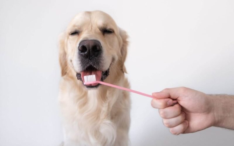 É necessário limpar os dentes do seu cão?