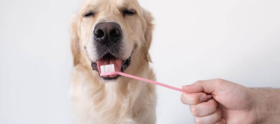 É necessário limpar os dentes do seu cão?