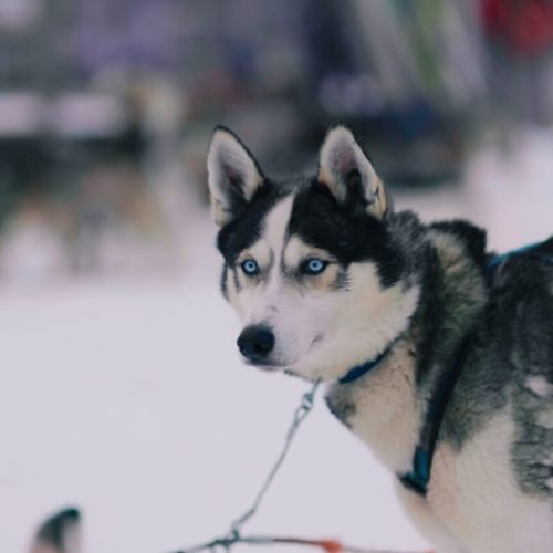 Compreendendo o envelhecimento canino: desvendando os mistérios dos anos caninos