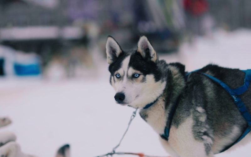 Compreendendo o envelhecimento canino: desvendando os mistérios dos anos caninos