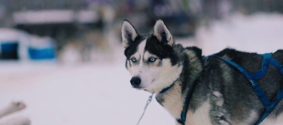 Compreendendo o envelhecimento canino: desvendando os mistérios dos anos caninos